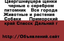 Цвергшнауцера щенки черные с серебром питомник - Все города Животные и растения » Собаки   . Приморский край,Спасск-Дальний г.